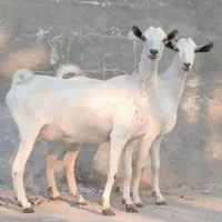 بز دوعدد هر دو ابستن|حیوانات مزرعه|بندرعباس, |دیوار