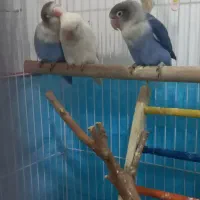یه جفت طوطی برزیلی کوتوله رویال