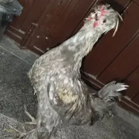 فروش مرغ و خروس محلی