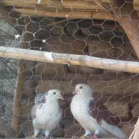 کفتر|پرنده|فاضل آباد, |دیوار