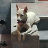 واگذاری سگ|سگ|شیراز, فاضل|دیوار