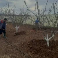 باغبانی کاشت نهال|خدمات باغبانی و درختکاری|قزوین, |دیوار