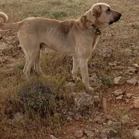 عراقی|سگ|بوکان, |دیوار