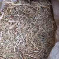 فروش علوفه و آذوقه سبز دام