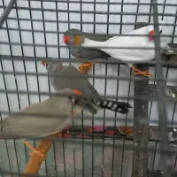 جوجه،بلدرچین مینیاتوری و فنچ