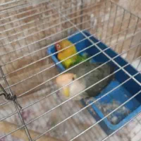 طوطی برزیلی|پرنده|مشکیندشت, |دیوار