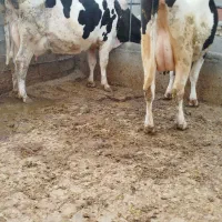 دو راس گاو شیری جوان پرشیر