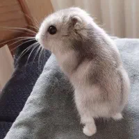 همستر نژاد مینیاتوری