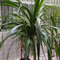 گیاه پاندانوس