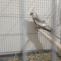 عروس هلندی نر مست