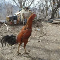 خروس لاری اصل