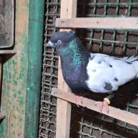 کبوتر سینه ای