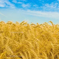 گندم بذری پیشگام