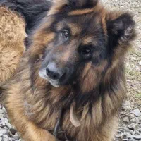 سگ ژرمن شولاین