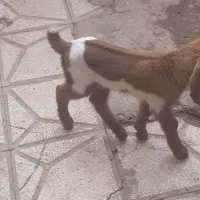 بزغاله شیری ماده سالم سرحال|حیوانات مزرعه|سبزوار, اسلام آباد|دیوار