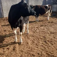 گاو|حیوانات مزرعه|تربت جام, میان جام|دیوار