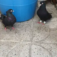 سیاه آبادانی نر و ماده