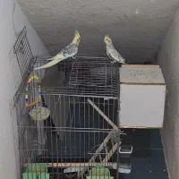 ۲عددعروس هلندی اهلی