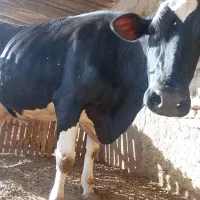 گاو گوساله