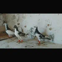 چندین کبوتر به فروش میرسد