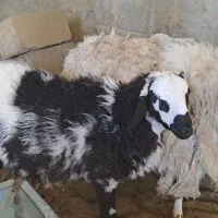 میش و بره و بز و کهره|حیوانات مزرعه|زرند, |دیوار