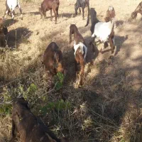 انواع خروس وبزگاله نرماده پاکستانی اصل