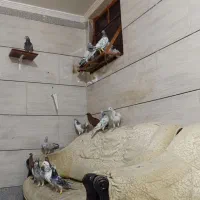 کبوتر کوهی دورگ