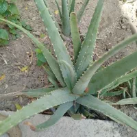 گل وگیاه|گل و گیاه طبیعی|اصفهان, قائمیه|دیوار