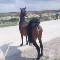 اسب دلور مادیان- دره شور