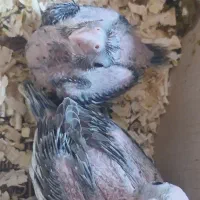 جوجه عروس هلندی