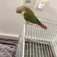 گرینچیک|پرنده|نیشابور, مازول|دیوار