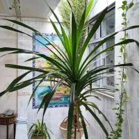 گل بسیار بزرگ پاندانوس