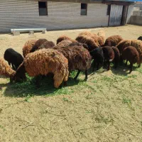 فروش گوسفند و بره