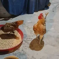 فروش خروس و مرغ