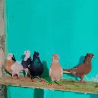 کفتر طوقی زرد سیاه کله صید کله زرد