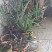 تعدادی گلدان زیبا فقط دانه ای ۶۰هزارتومان|گل و گیاه طبیعی|سمنان, |دیوار