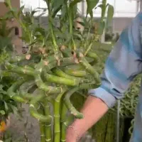 بامبو|گل و گیاه طبیعی|زابل, |دیوار