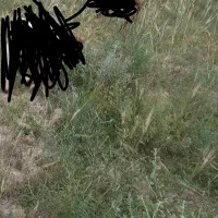 بز محلی با کهره