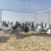 کفتر جنگده حریف کش 30عدد