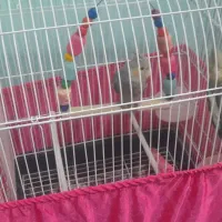 سه عدد عروس هلندی دستی آوازخوان