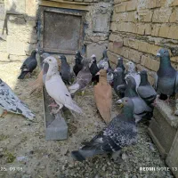 کفتر نر|پرنده|شیراز, ابیوردی|دیوار