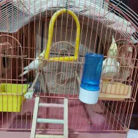 طوطی عروس هلندی