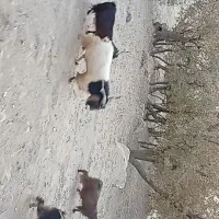 پازن یا ساورین گله