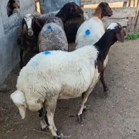 5راس میش آبستن سونوشدن