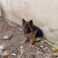 سگ ژرمن|سگ|گرگان, |دیوار