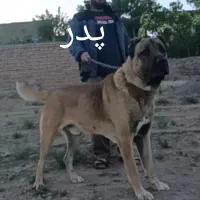 دو قلاده توله سگ خراسانی اصیل۲ماهه