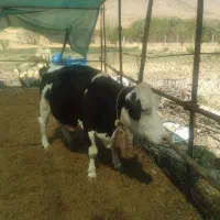 فروش گاو شیری سیمینتال