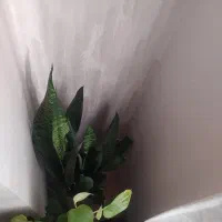 گل طبیعی و گلدان