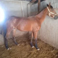 2 عدد اسب مادیان درشور و عرب