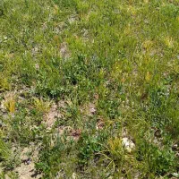 فروش زمین کشاورزی در کمیجان